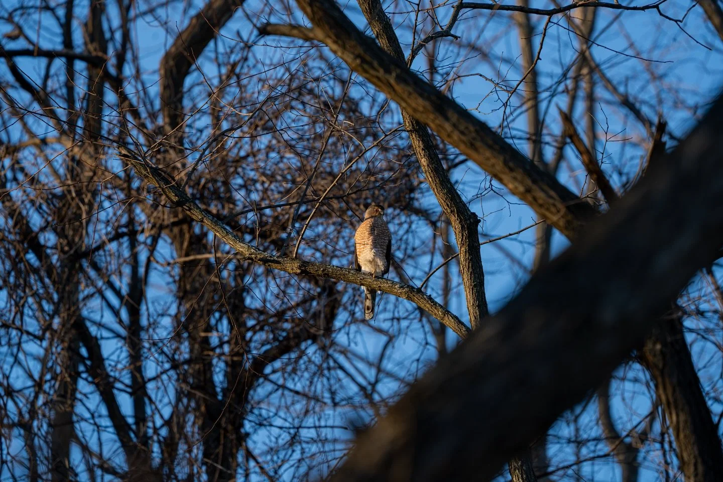 I got my eye on you

Swipe for the closeup 

Sony A7RV - FE 200-600mm f5.6

600mm - f8.0 - 1/800s ISO 800

I was there looking for Great Horned Owls that have been spotted and reported. Unfortunately I didn&rsquo;t find them once again, however, I sa