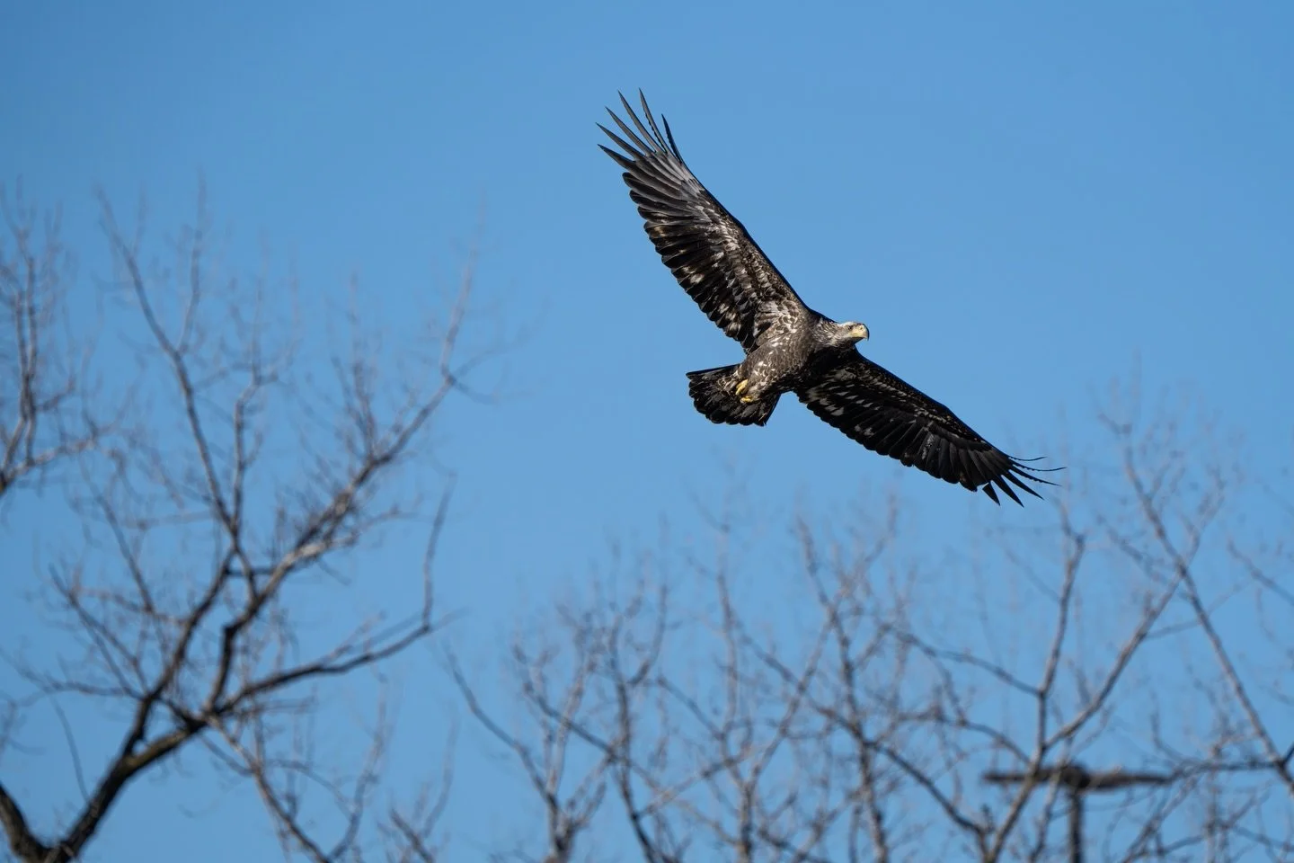 The flyby

Swipe for the closeup 

Sony A7RV - FE 200-600mm f5.6

600mm - f8.0 - 1/1600s ISO 500

I had quite a day, there were 3 juvenile eagles playing in the low tide river and one decided to get closer. It flew to a tree and started to call. I no
