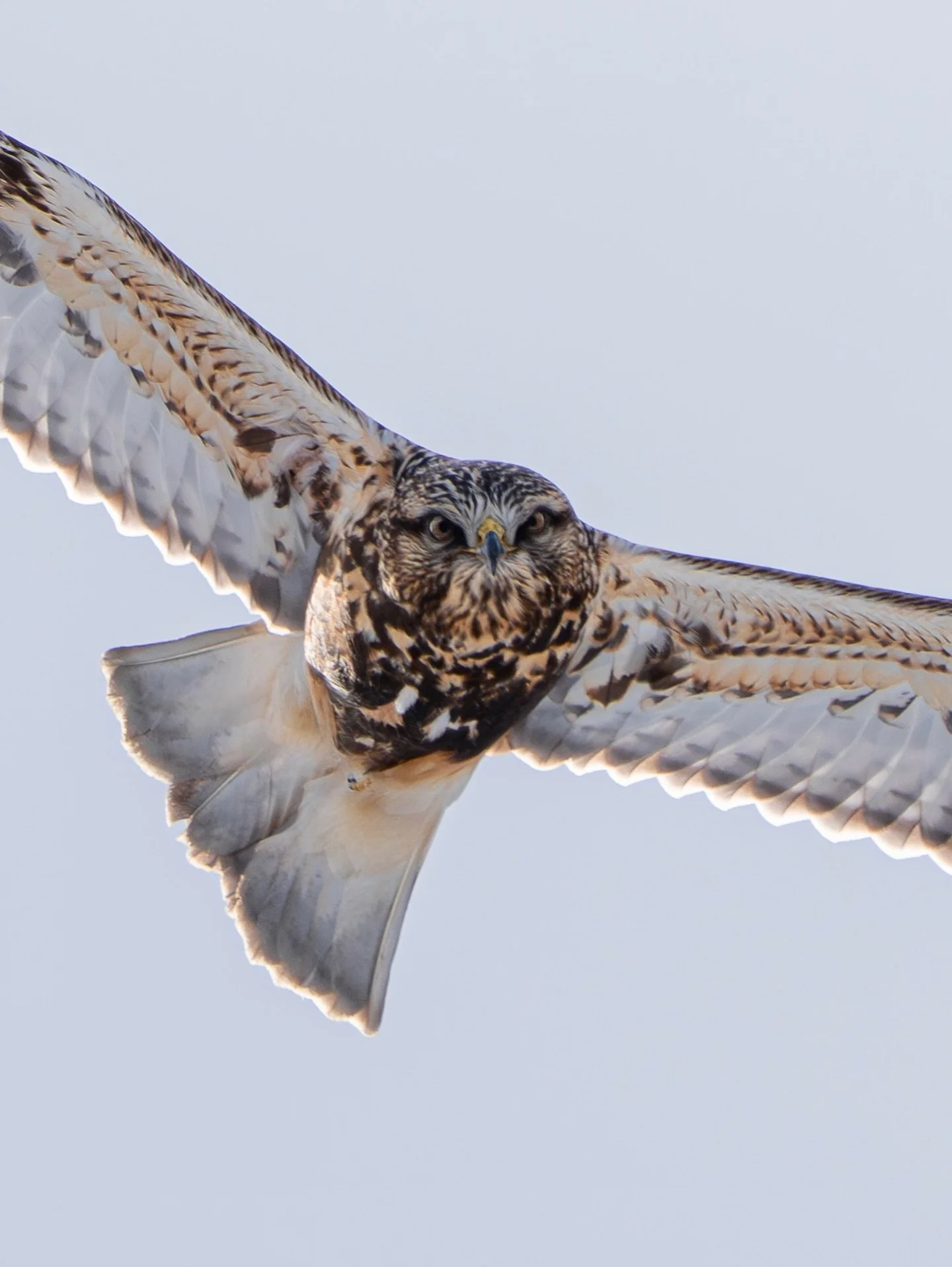 There&rsquo;s nothing rough about this hawk

Sony A7RV - FE 200-600mm f5.6

600mm - f6.3 - 1/800s ISO 500

I was alerted to a Rough Legged Hawk near my area and since they are migratory I decided to take the chance. I walked carefully down the icy an