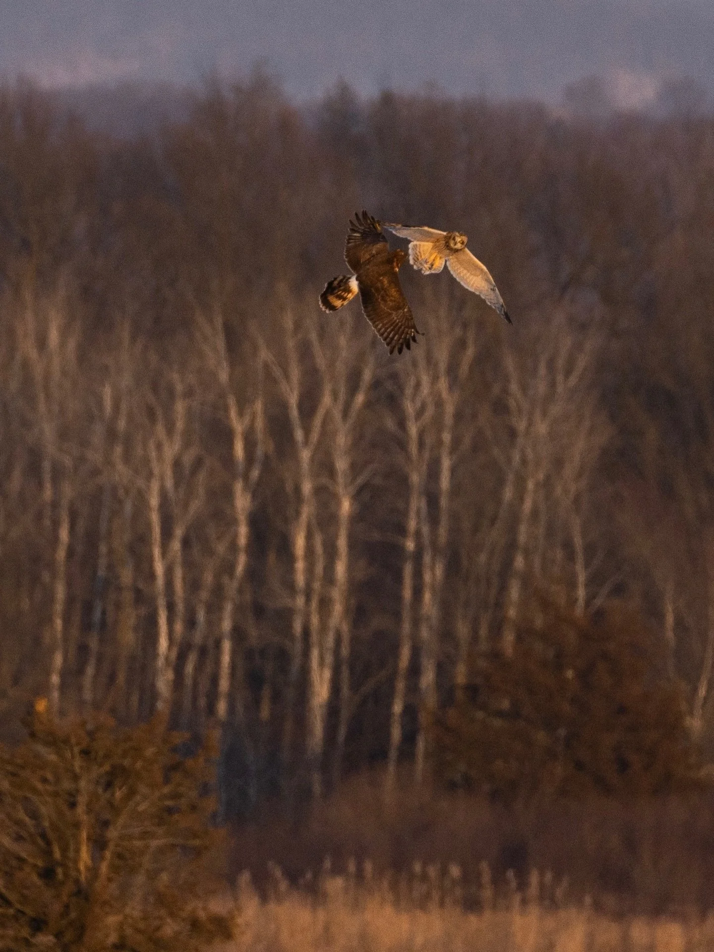 2025 Wildlife Photography (Wrapped Edition)

Sony A7RV - 100-400 f5.6 &amp; G 200-600 f6.3

What a wild ride it&rsquo;s been this year. Started my birding journey at the beginning of the year and didn&rsquo;t expect to get to see so many various spec