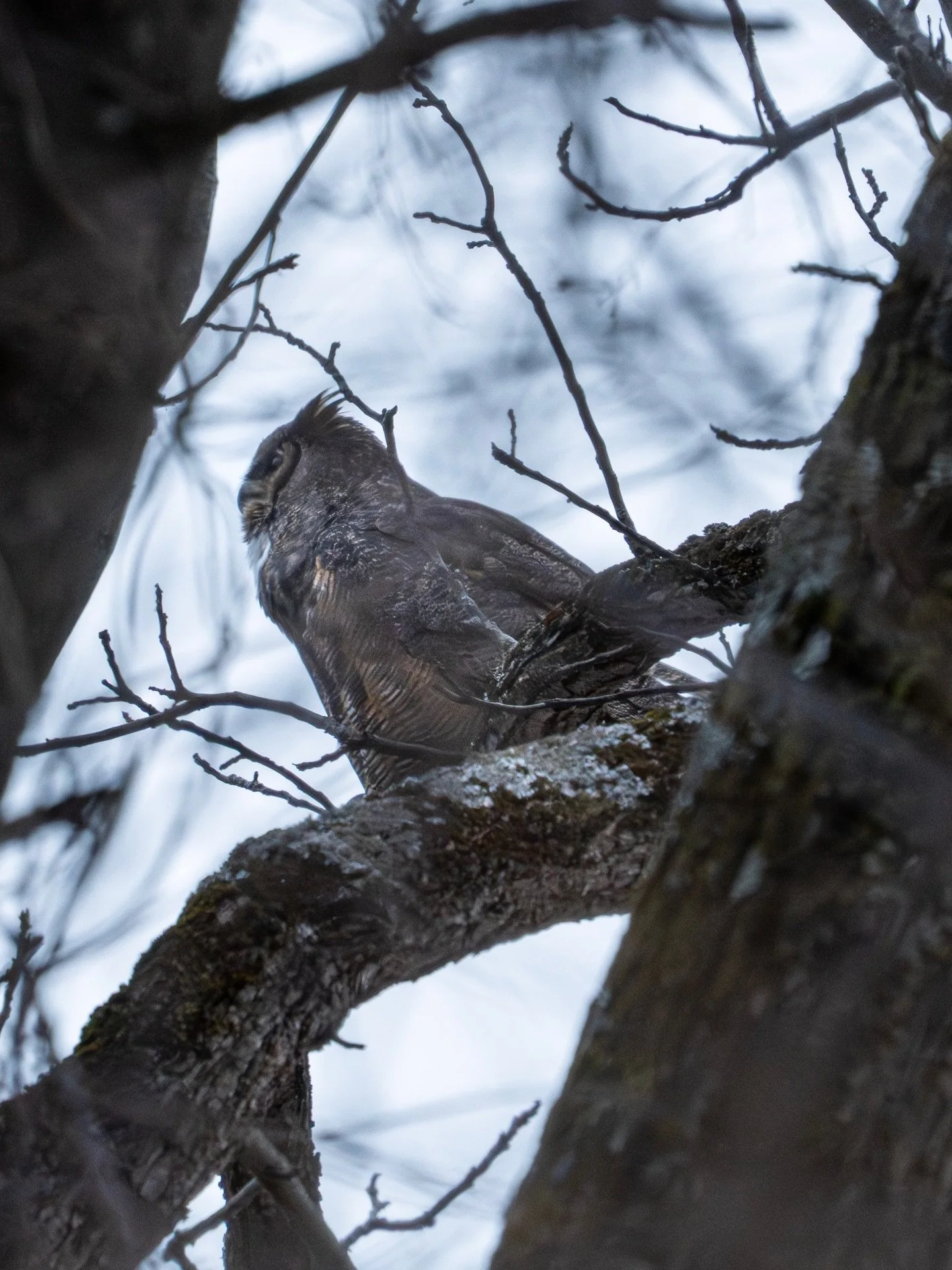 Protector of the forest 🦉

Swipe for the full picture 

Sony A7RV - G 200-600 f6.3

600mm - f8 - 1/60s ISO 2500

Background Story: Finally the moment I&rsquo;ve been searching for last year arrived. Went out to the local spot and heard the great hor