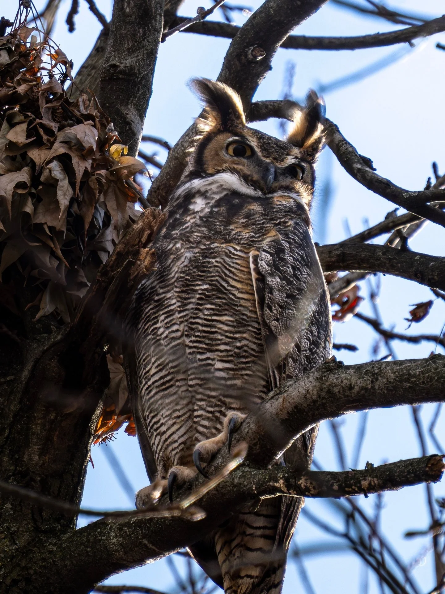Tiger of the Woods 🦉

Swipe for the closeup 

Sony A7RV - G 200-600 f6.3 + 1.4x Teleconverter

840mm - f9 - 1/800s ISO 640

This Great Horned Owl has been in this location for a good couple of years. I had gotten word about her location and had to g