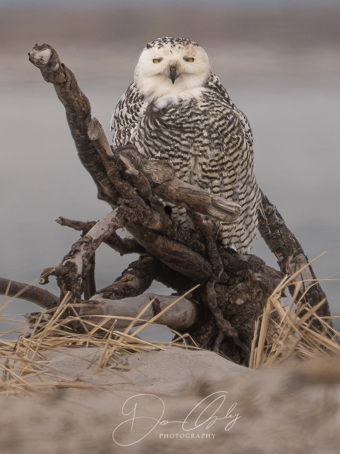 The Queen of the North 🦉

Swipe for the closeup 

Sony A7RV - G 200-600 f6.3 + 1.4x Teleconverter

840mm - f13 - 1/800s ISO 640

I had hiked 2.5 miles each way on sand just to get a glimpse of this true queen. She was done hunting for the morning, a