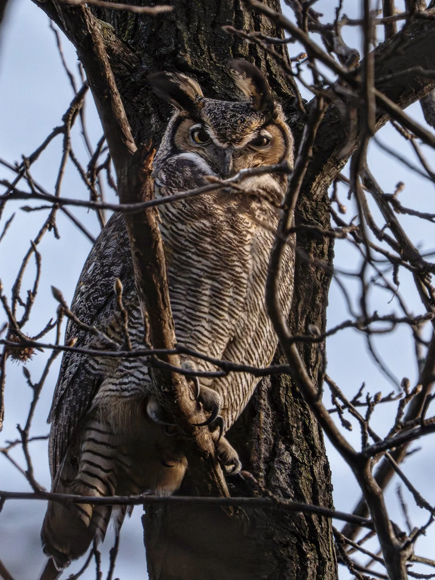 Who are you looking at🦉

Swipe for the full picture

Sony A7RV - FE 200-600mm f5.6 + 1.4x Tele

840mm - f13 - 1/640s ISO 1000

The sun was beginning to set and it was a very windy day. I was trying every angle possible to get a shot of her face to f