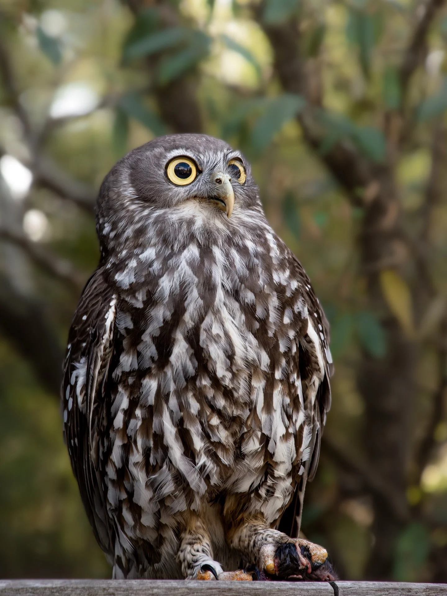 &ldquo;Stay still and no one will notice&rdquo;🦉

Swipe for the closeup

Nikon D5200 - Nikkor 18-105 f3.5-5.6 

105mm - f5.6 - 1/800s ISO 1000

Graphic Warning: Throwback to 2021 when I went to Australia. At the end of the trip I was able to witness