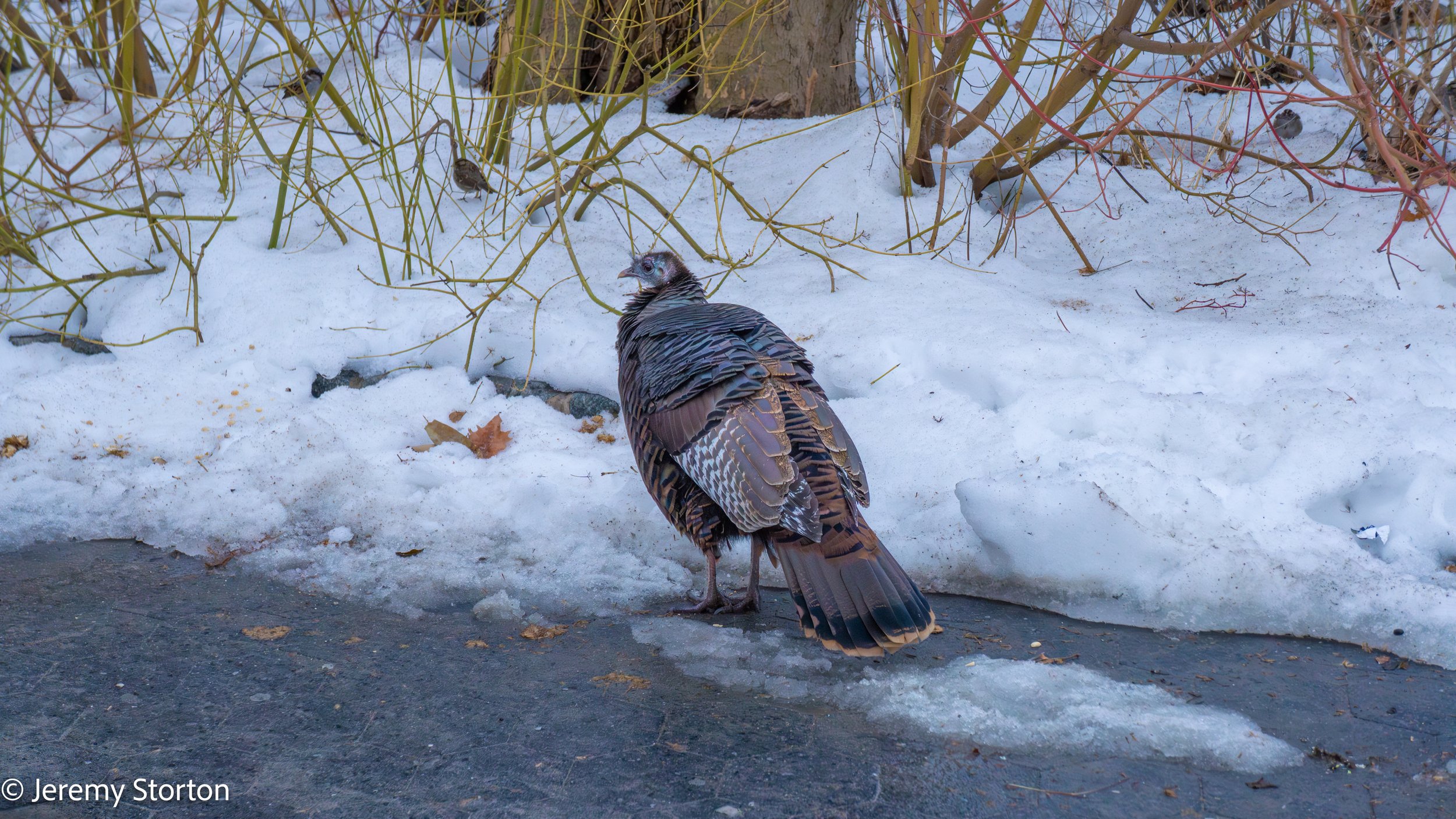 Wild Turkey in Battery Park, NYC