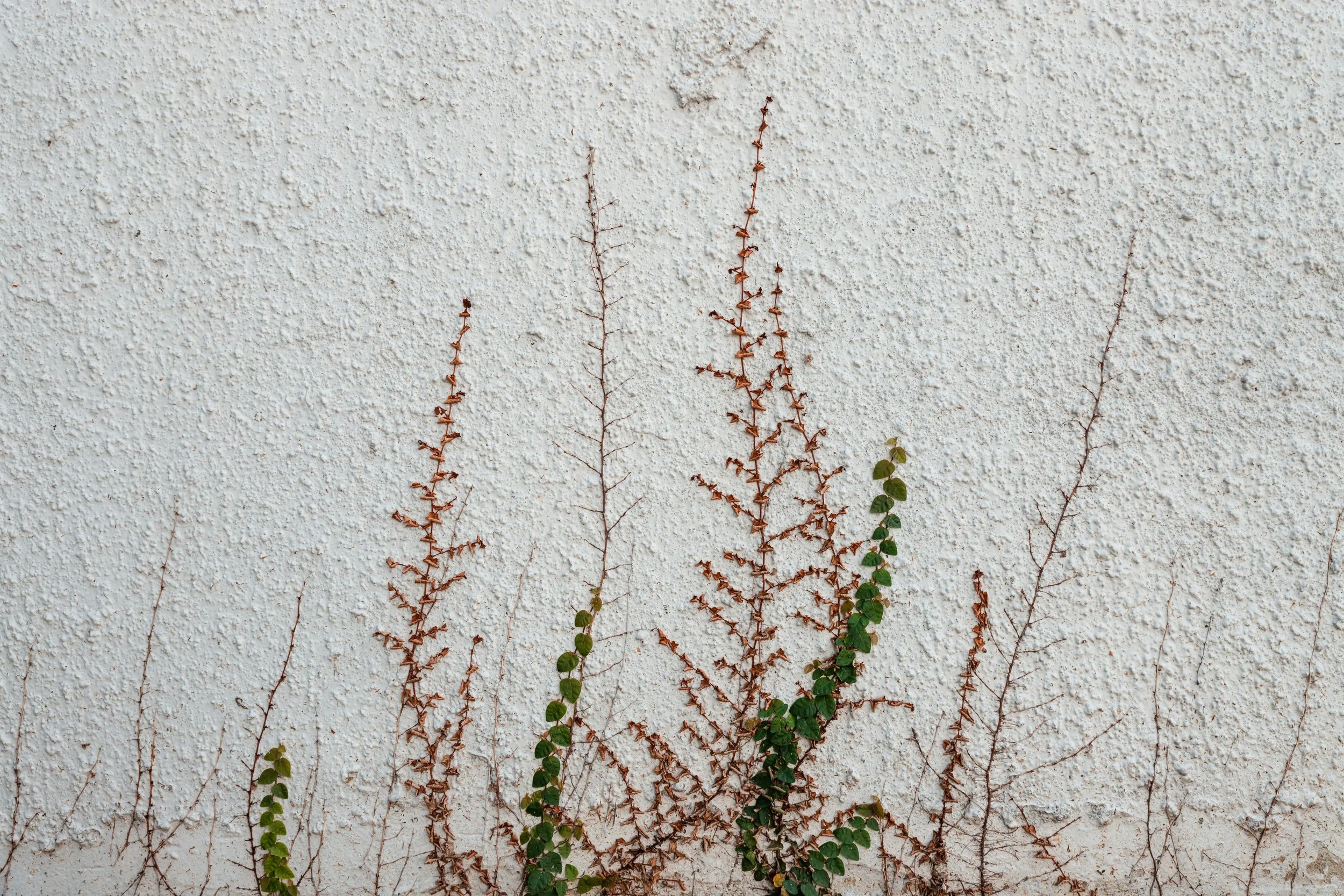 Dry brown and green vines growing on a white textured wall.