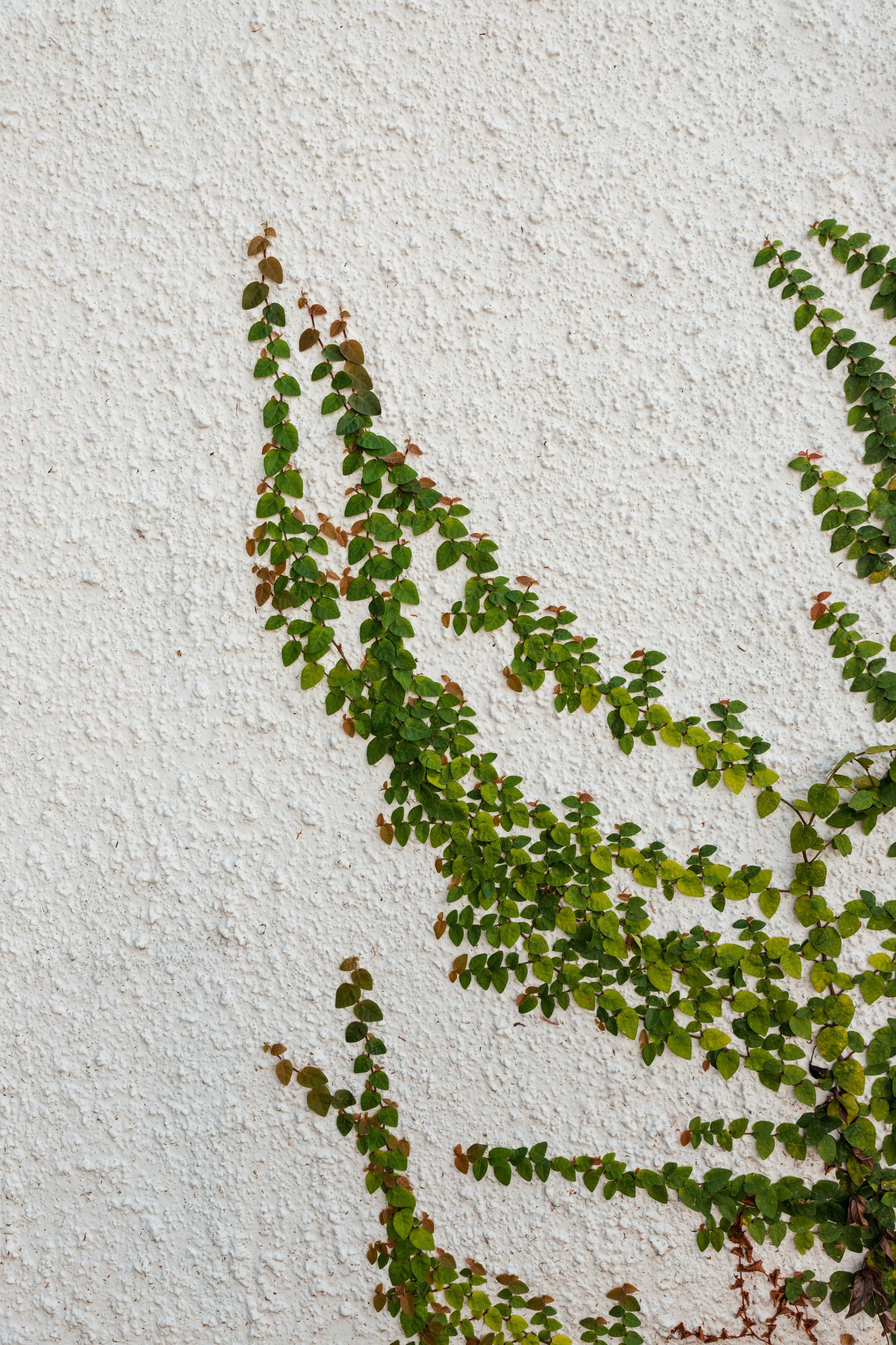 Close-up of green and brown vine leaves climbing on a textured white wall.