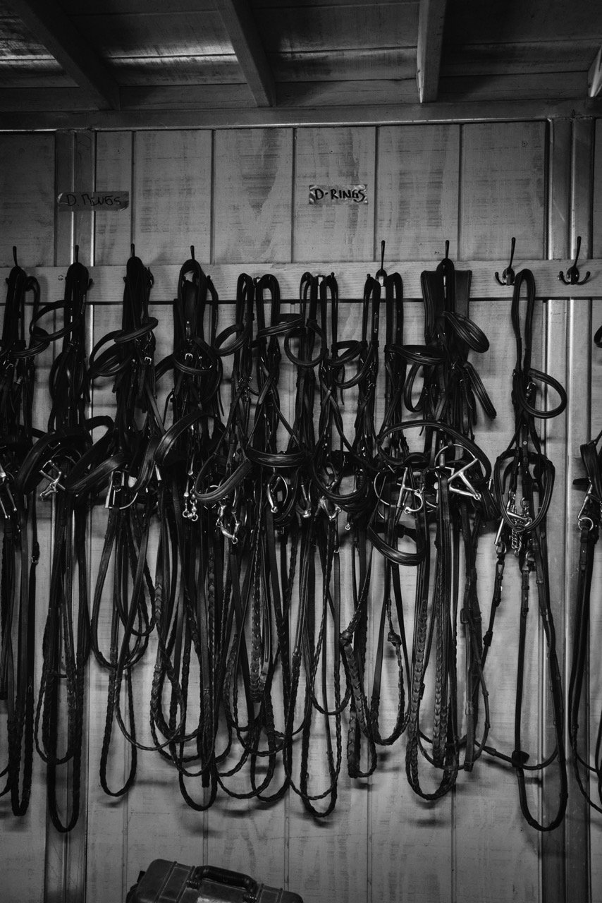 Black and white photo of various horse bridles hanging on hooks on a wooden wall in a tack room.