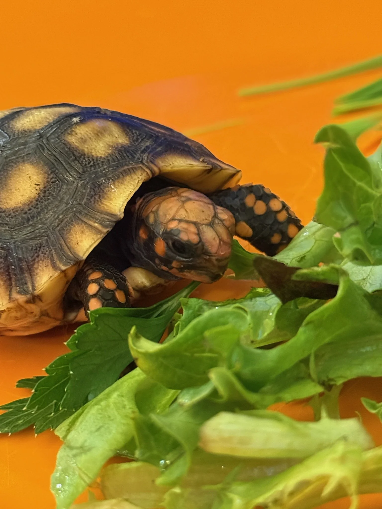 Tortoise eating lettuce and parsley