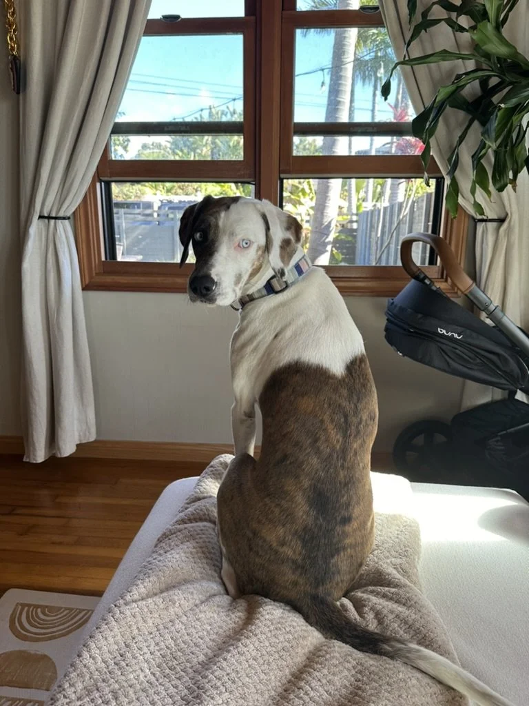 Brown and white dog with one blue eye sitting on a bed