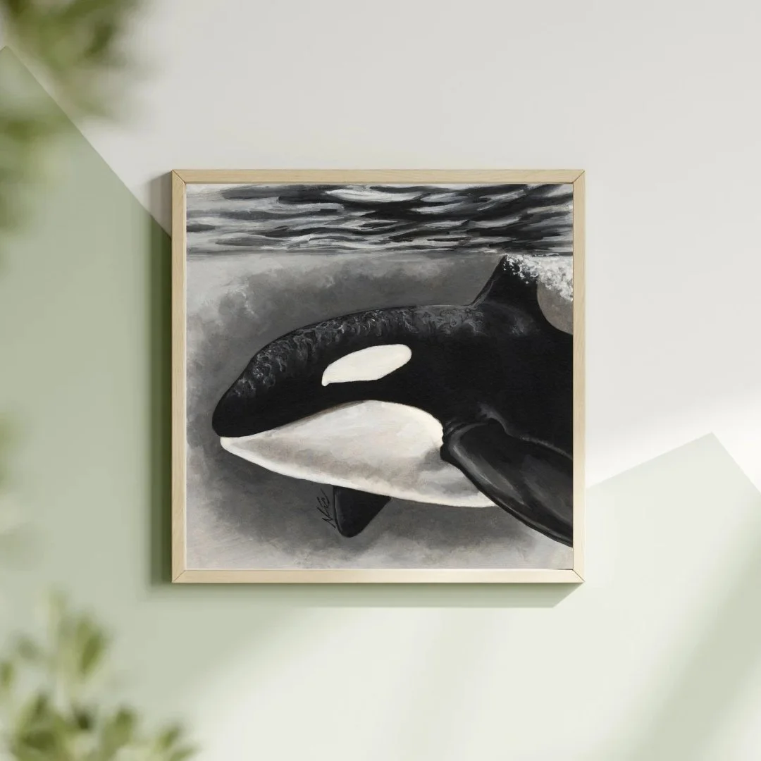 Orca of the Sound - Print