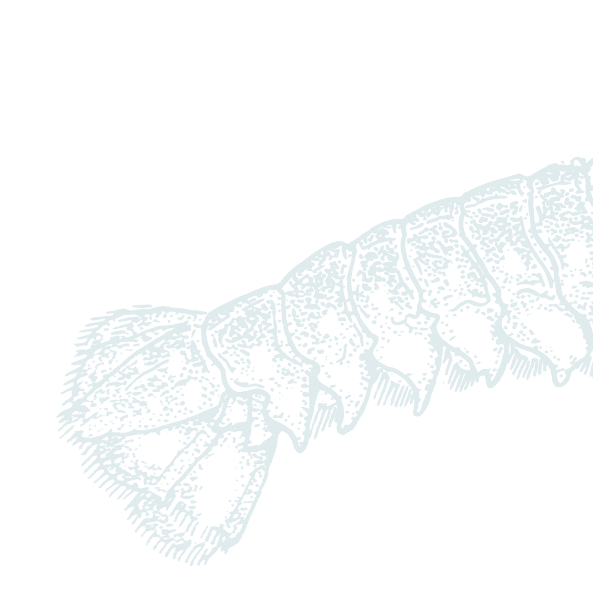 A detailed black and white botanical illustration of a fuchsia flower branch with hanging blossoms and leaves.