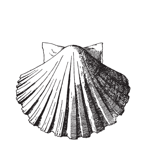Illustration of a seashell with prominent ridges and fan-like shape.