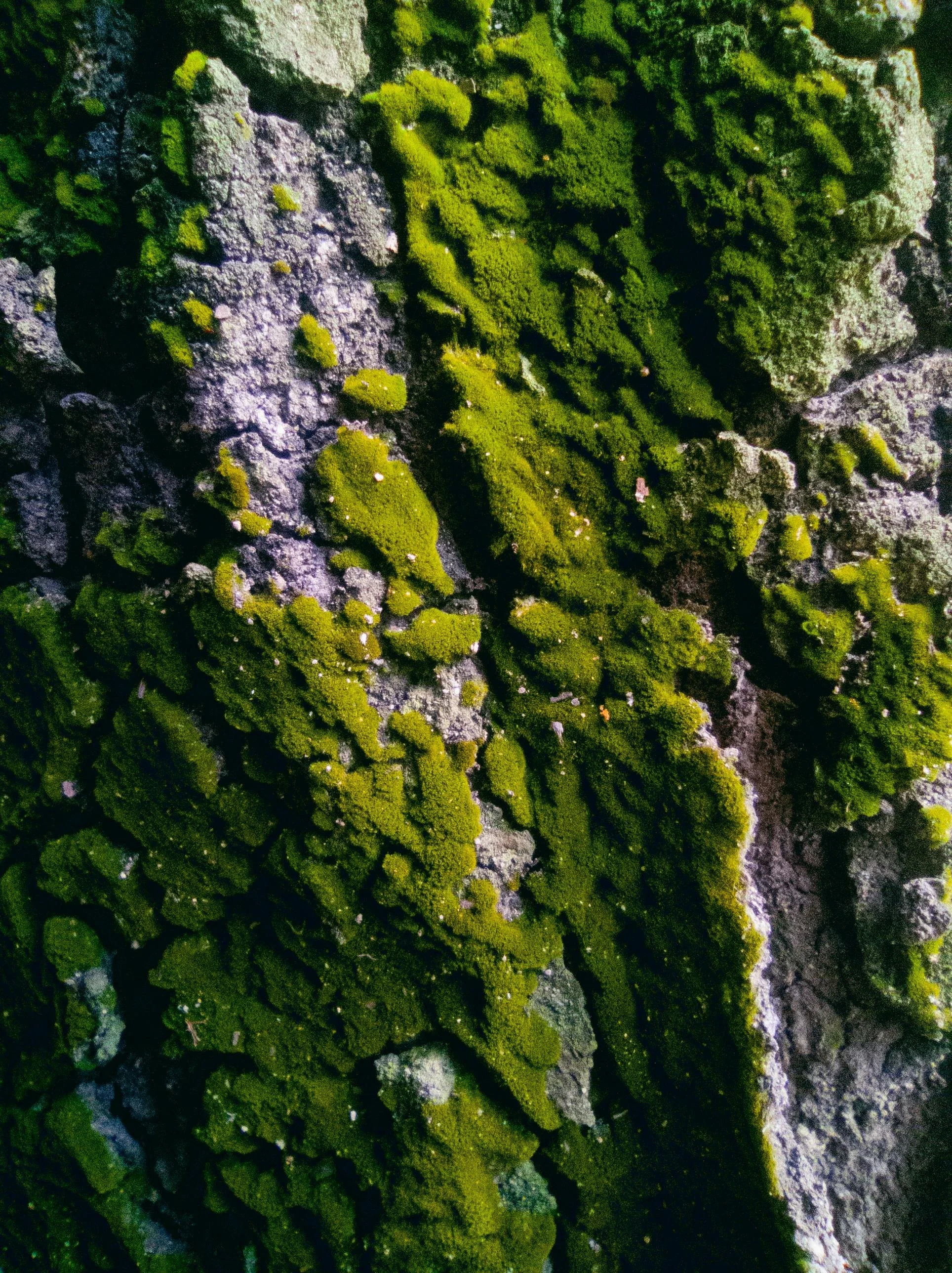 Close-up of moss growing on a rough, gray rock surface.