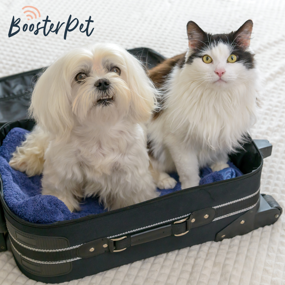 Get Ready for Summer Travel with Your Pets
