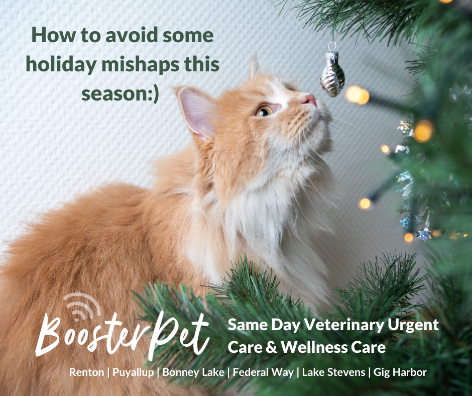 "Buddy the Elf's Guide to a Pawsitively Safe & Merry Holiday Season!" πβ¨**