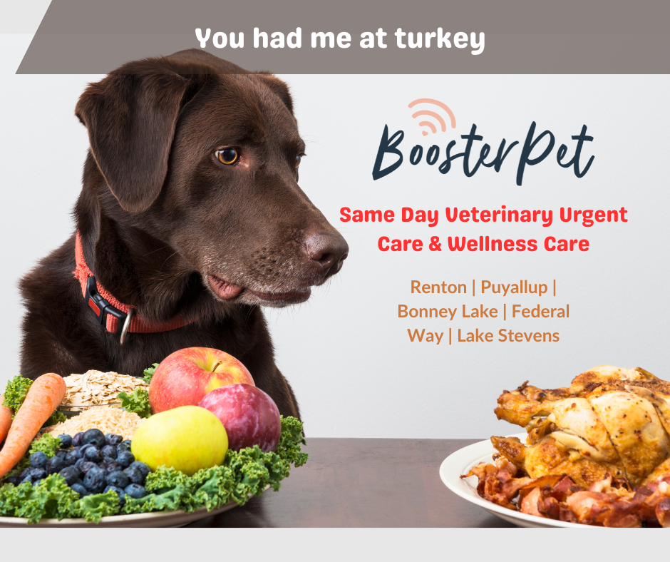 A Thanksgiving Feast Fit for Fido and Fluffy! πππΆπ±
