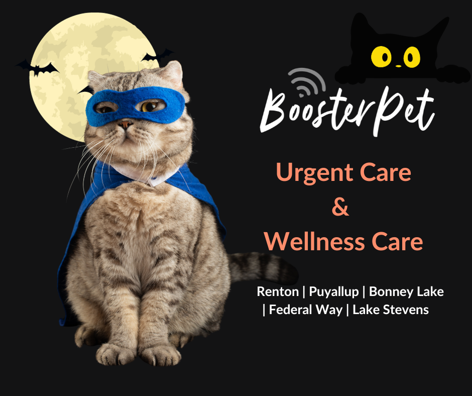BOOsterPet tips for a safe Halloween;)