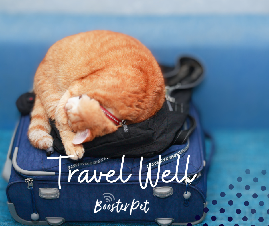 The Ultimate Guide to Vacationing with Your Furry Friends πΆ π±: An Adventure with Tails!