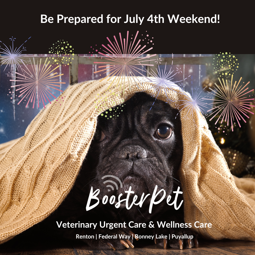 Fido and Fireworks