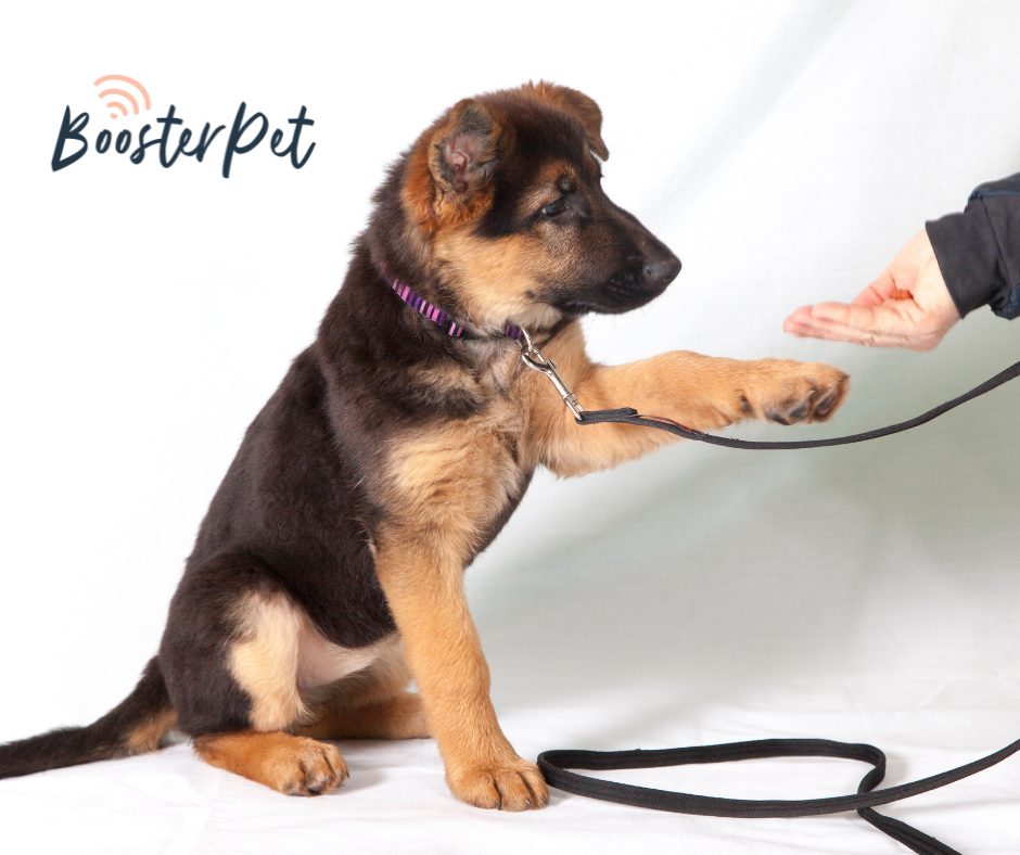 Better Vet Visits