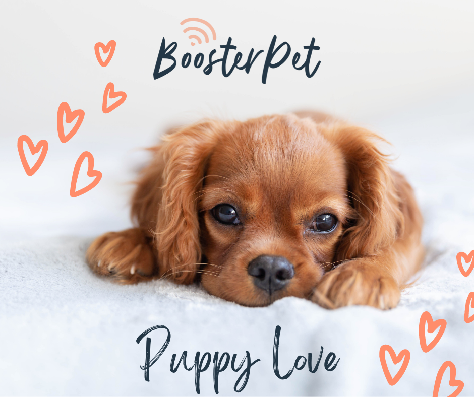 Puppy Love