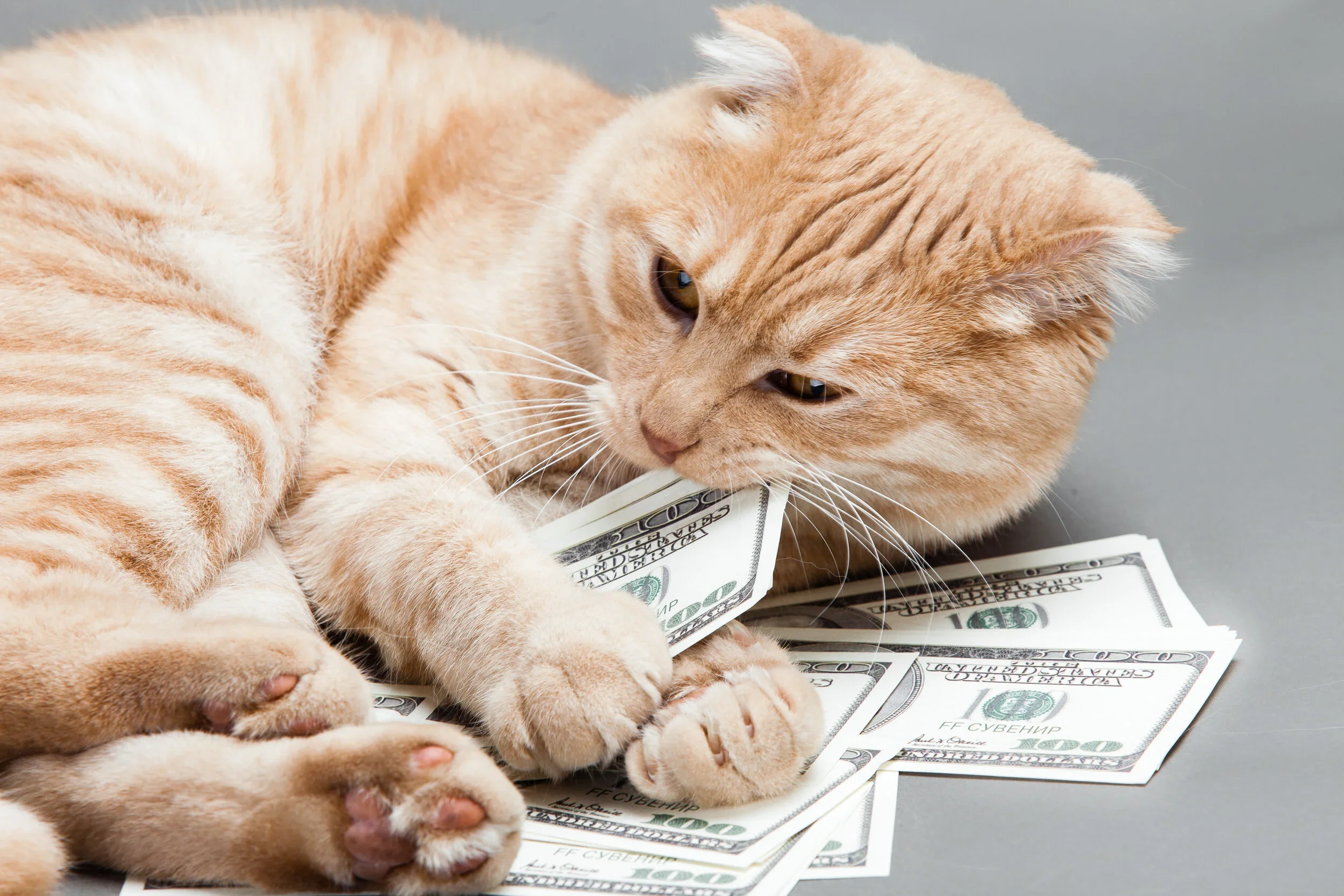 A Penny for Your Thoughts…
