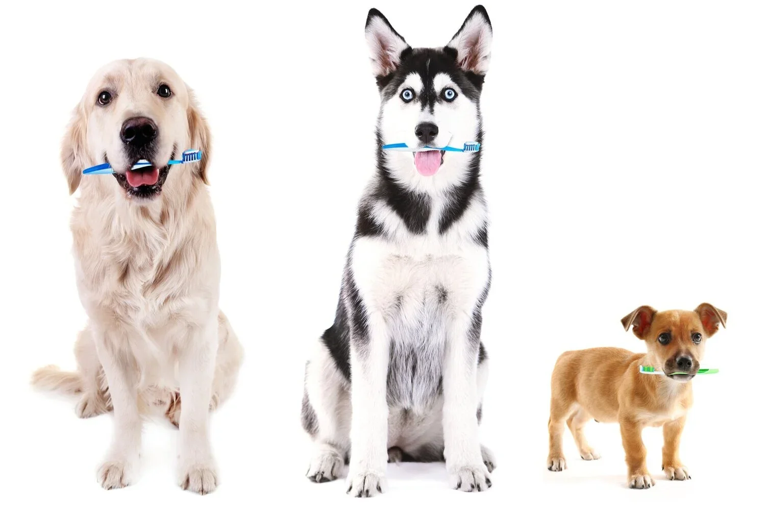 February is National Pet Dental Health Month!