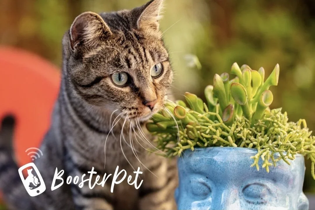 March is Pet Poison Awareness Month!