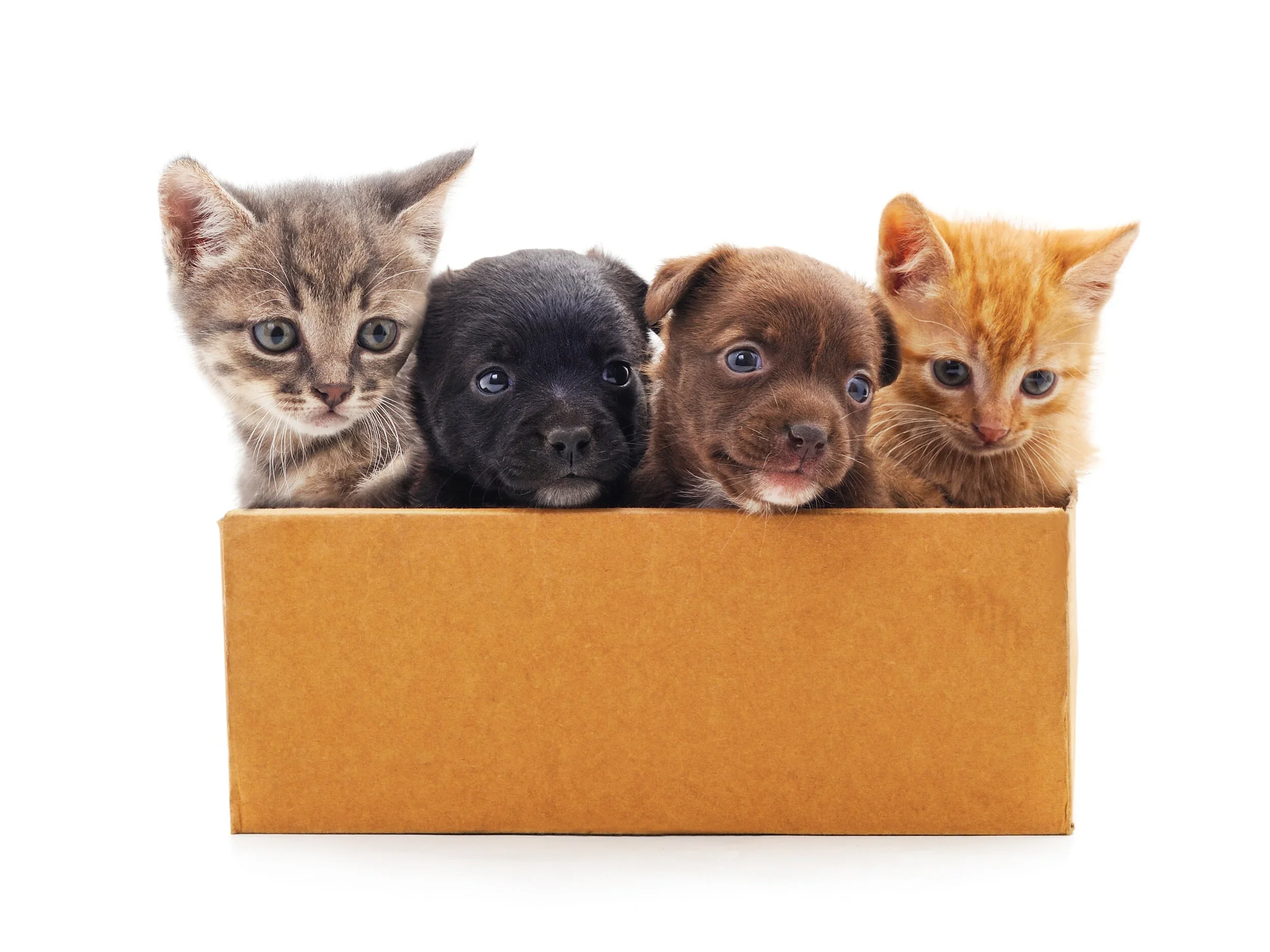 Puppies & Kittens Your Questions Answered