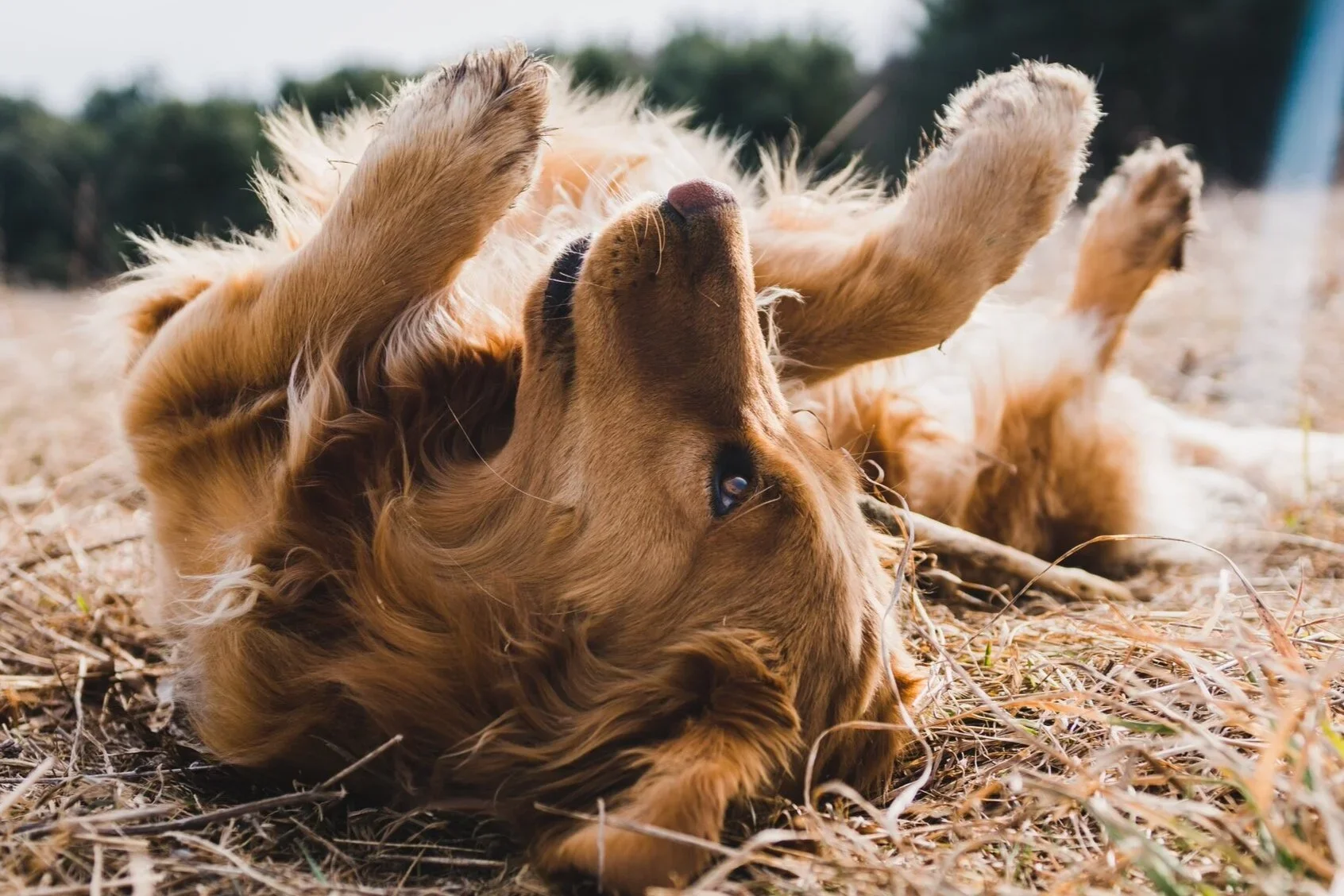 Skin Health and the Itchy Pet
