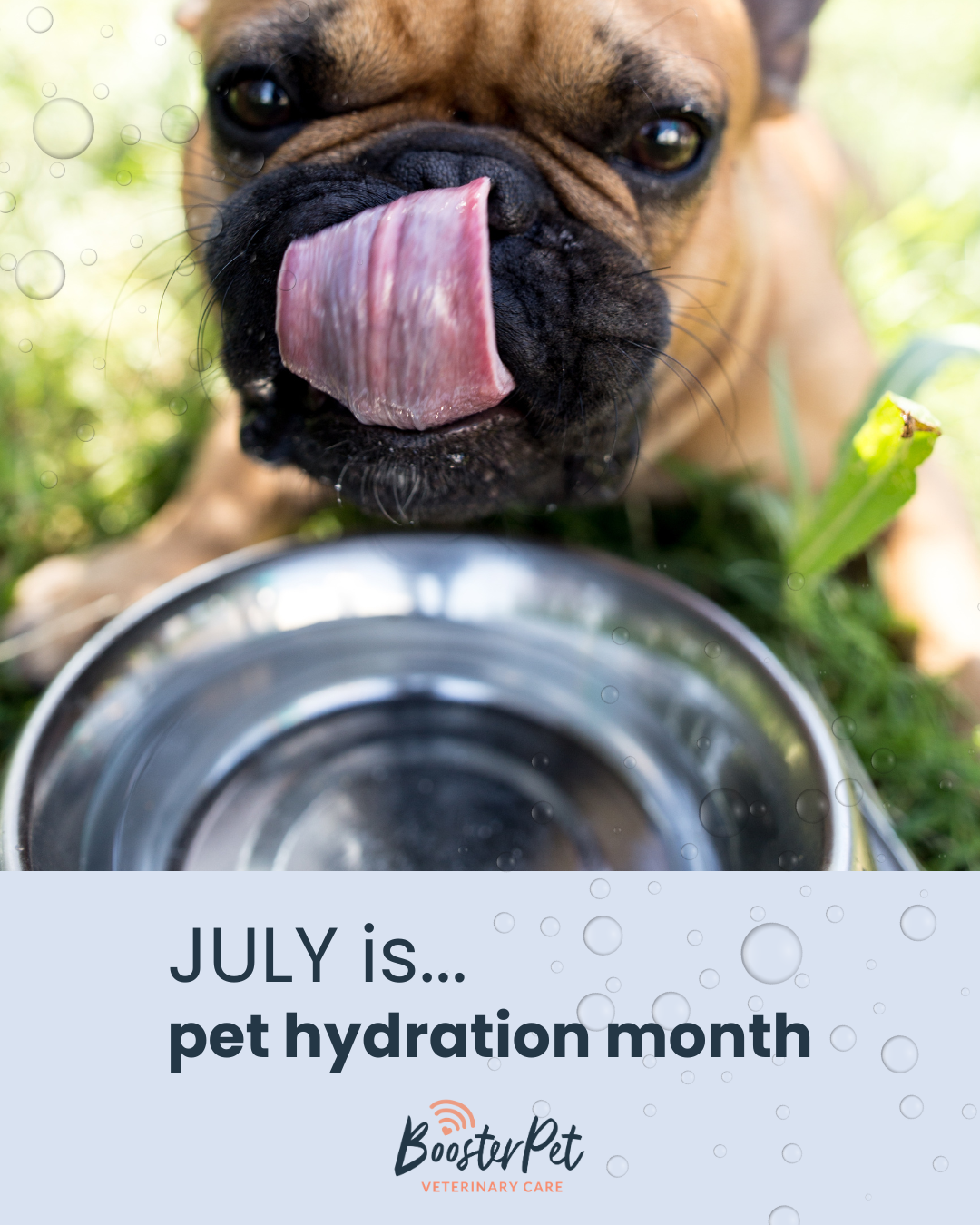 July is Pet Hydration Awareness Month ｡˚○