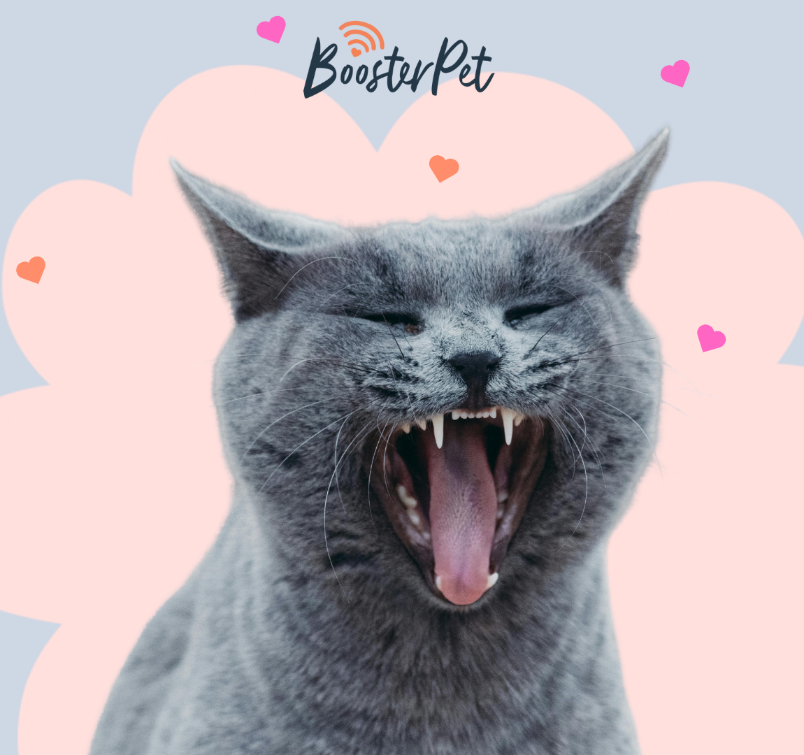 grey cat showing its teeth with a blue and pink background. Hearts are floating around and there is the BoosterPet logo.