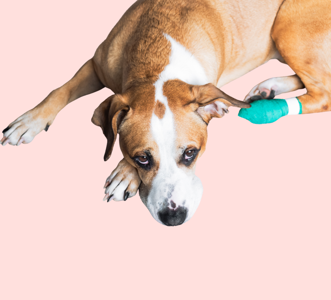 Urgent Care at BoosterPet
