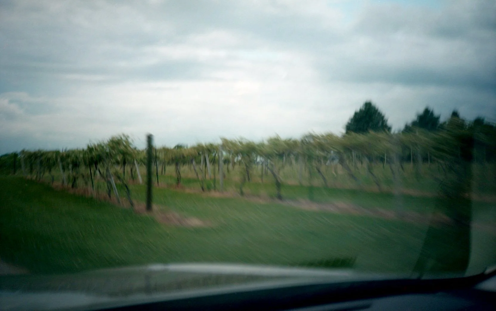 GRAPES BY RECEPTION.jpeg