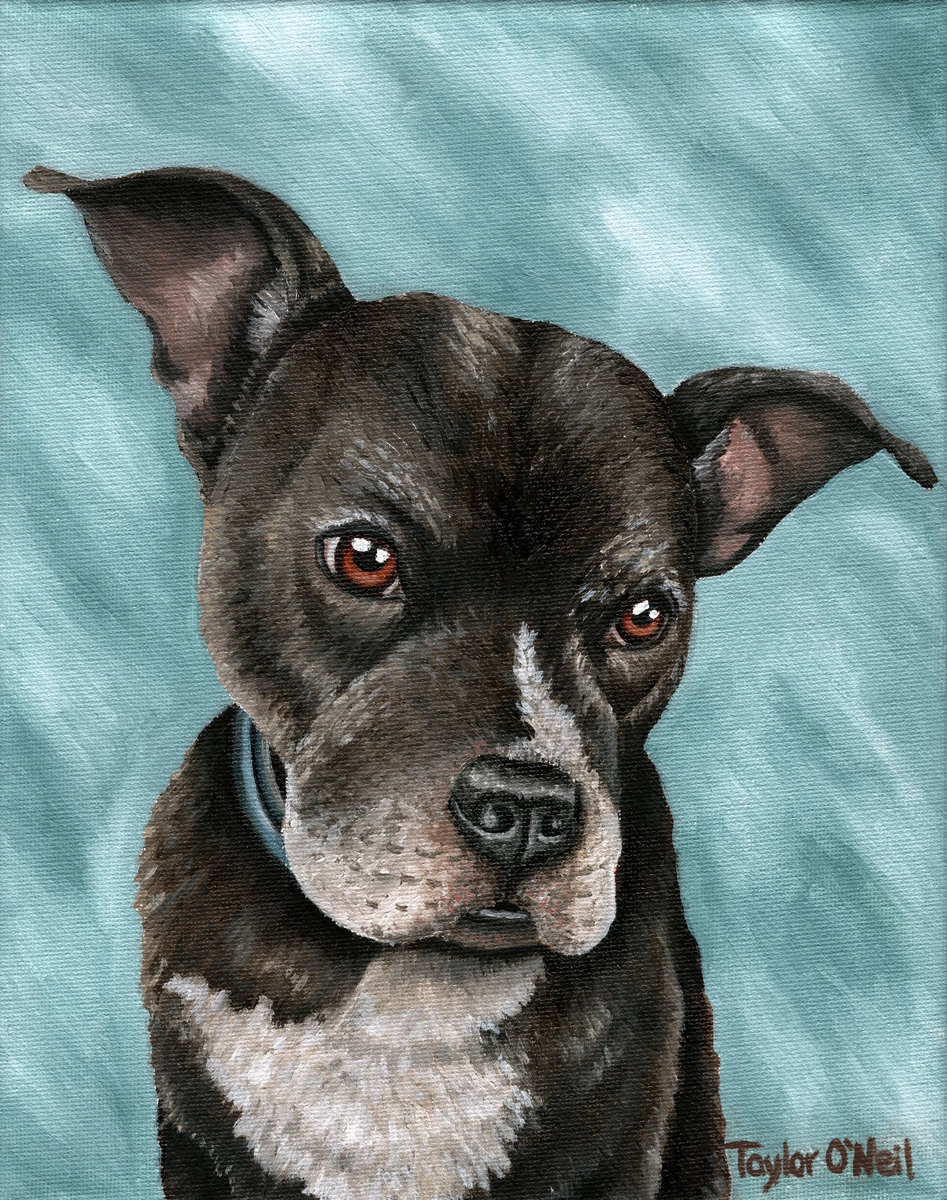 Pitbull Terrier - Fine Art Print & Canvas