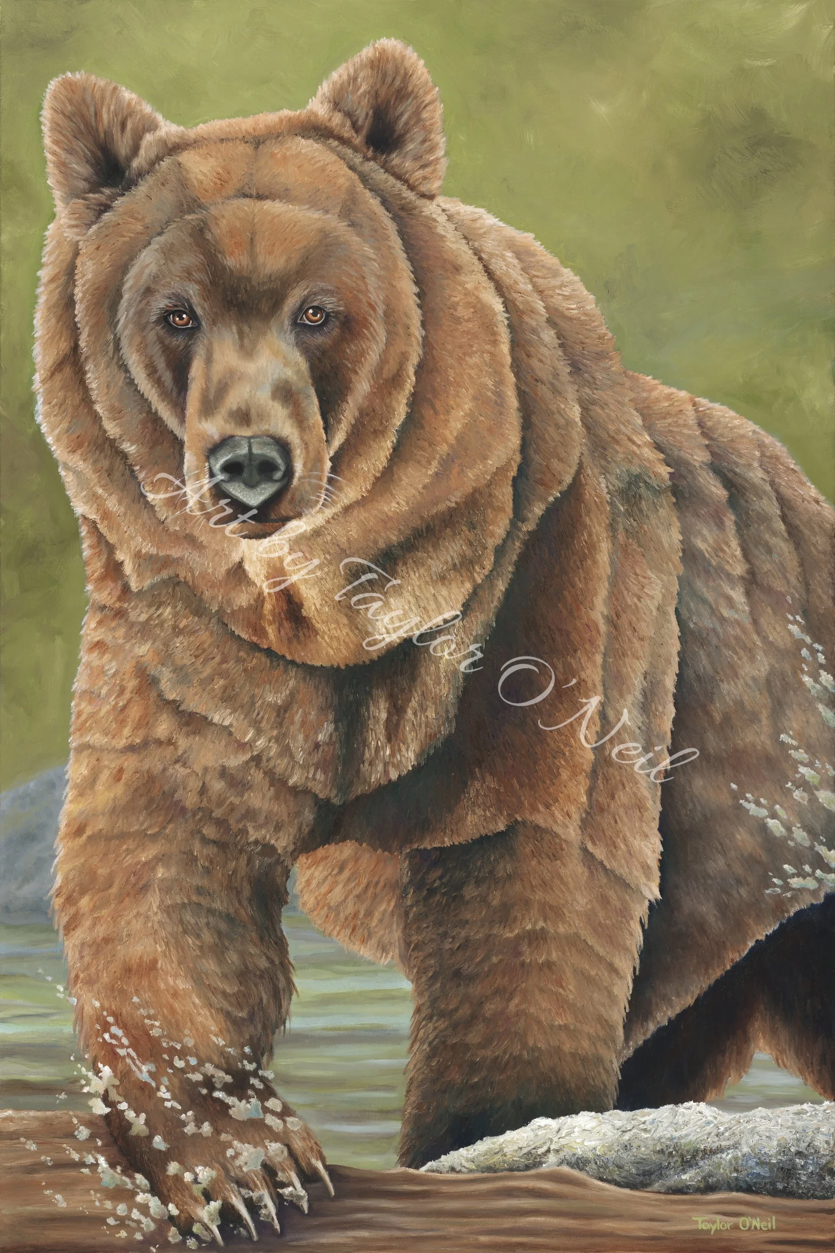 Oneil - Bear 24x36_website_watermarked.jpg