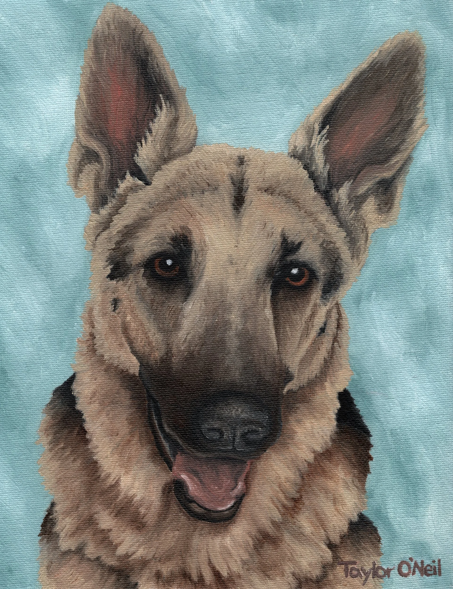 German Shepherd - Fine Art Print & Canvas
