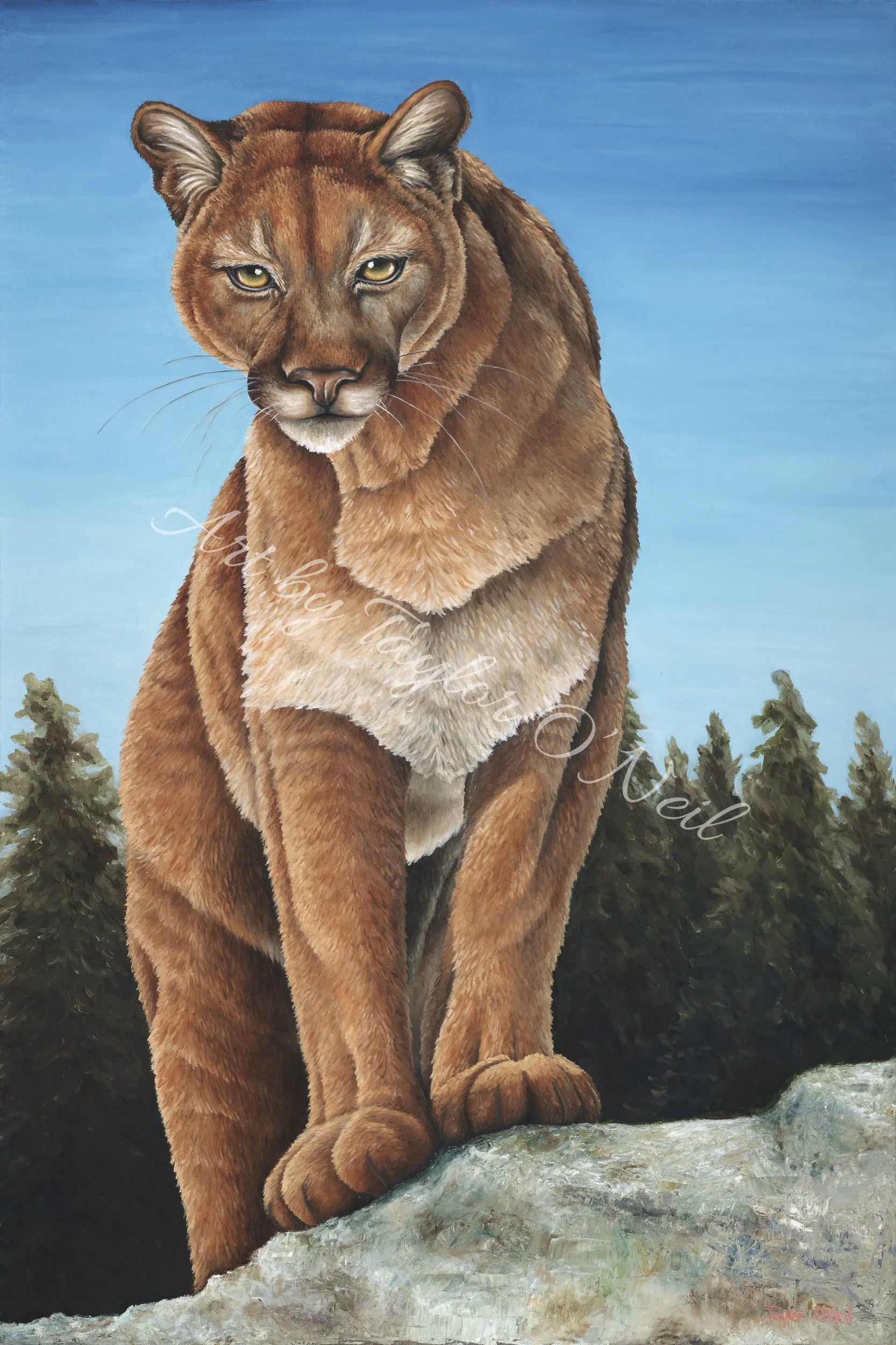 Mountain Lion 24x36_website_watermarked.jpg