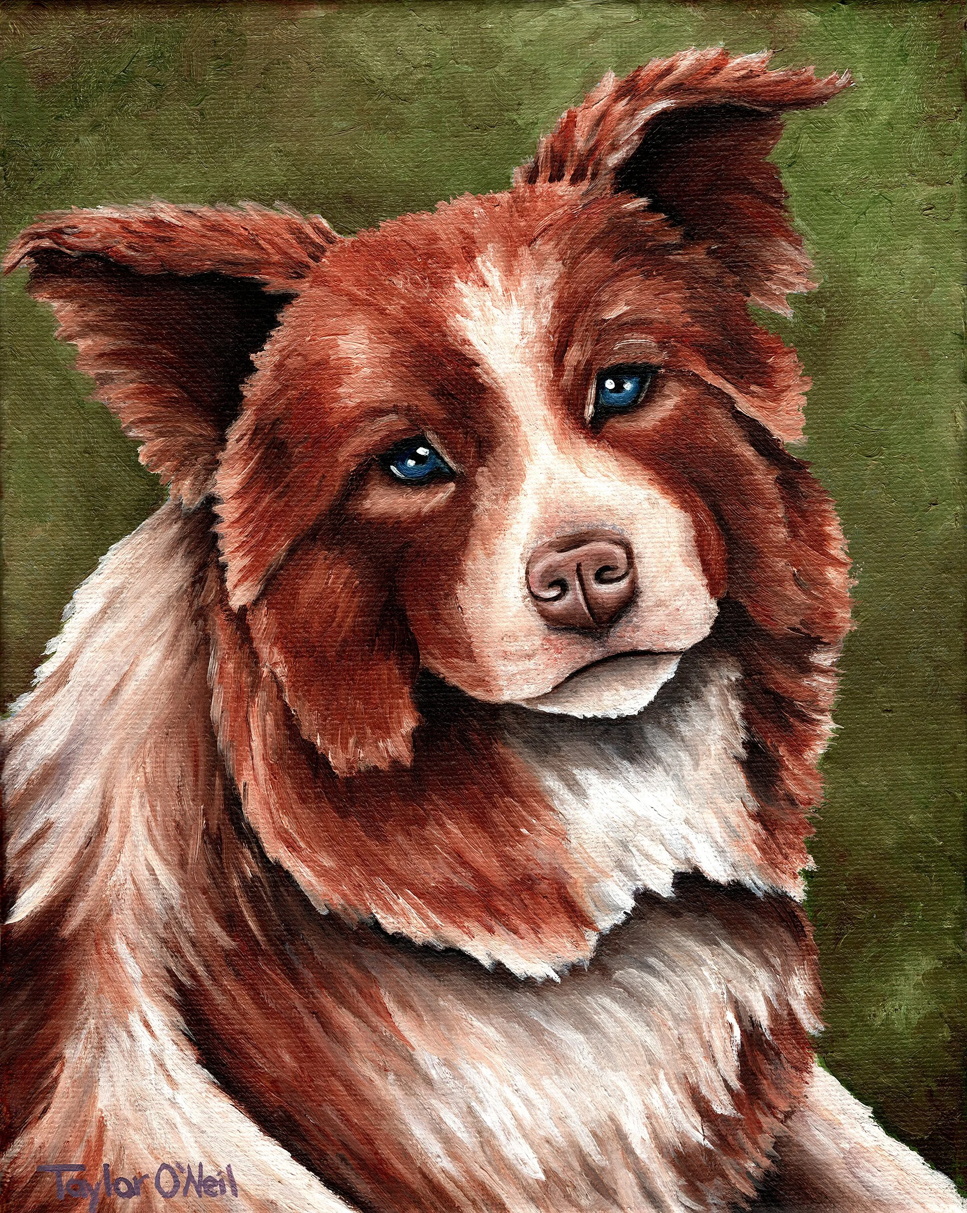 Australian Shepherd Dog Portrait - Fine Art Print & Canvas