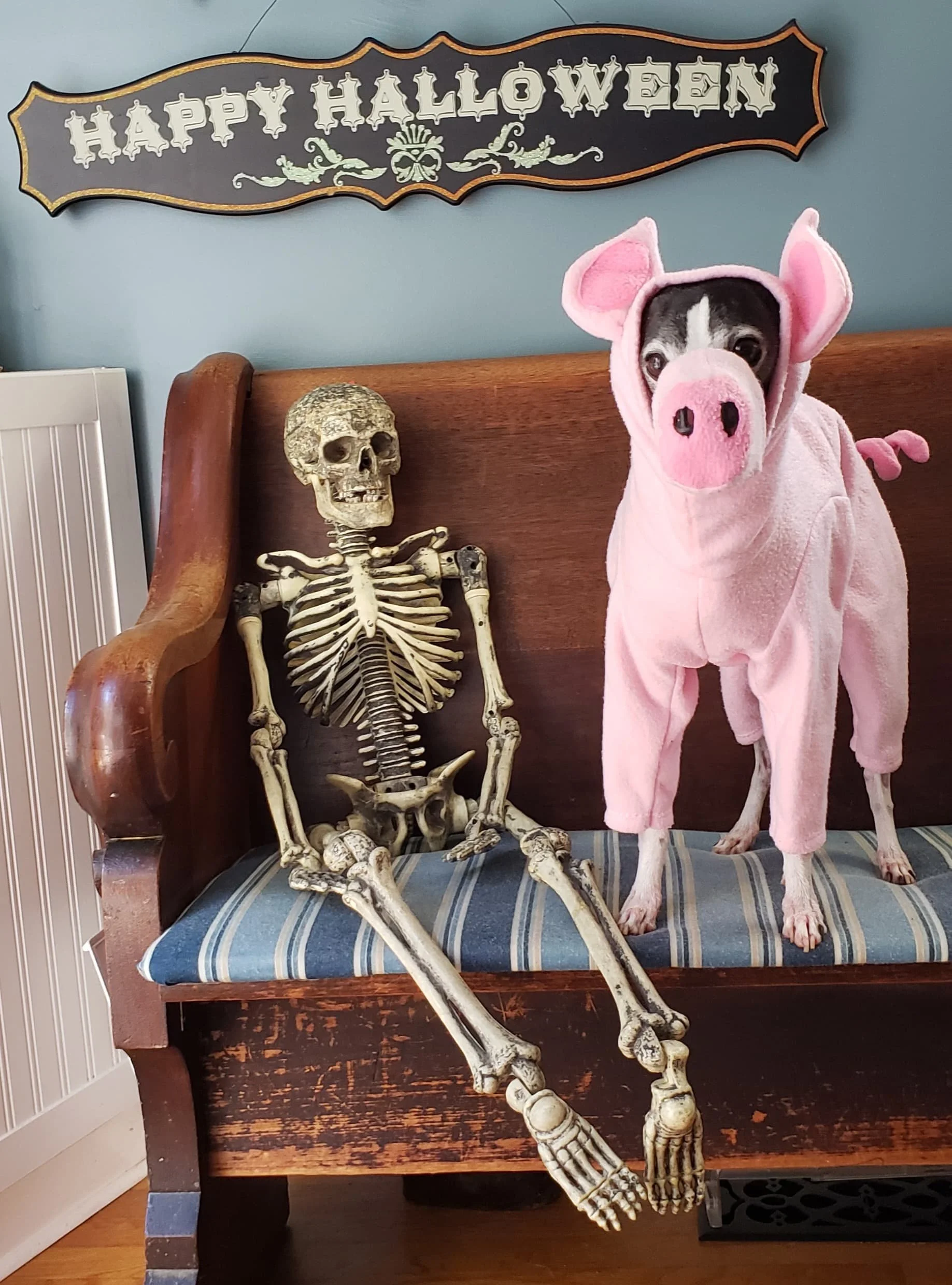 denver piggy .jpeg