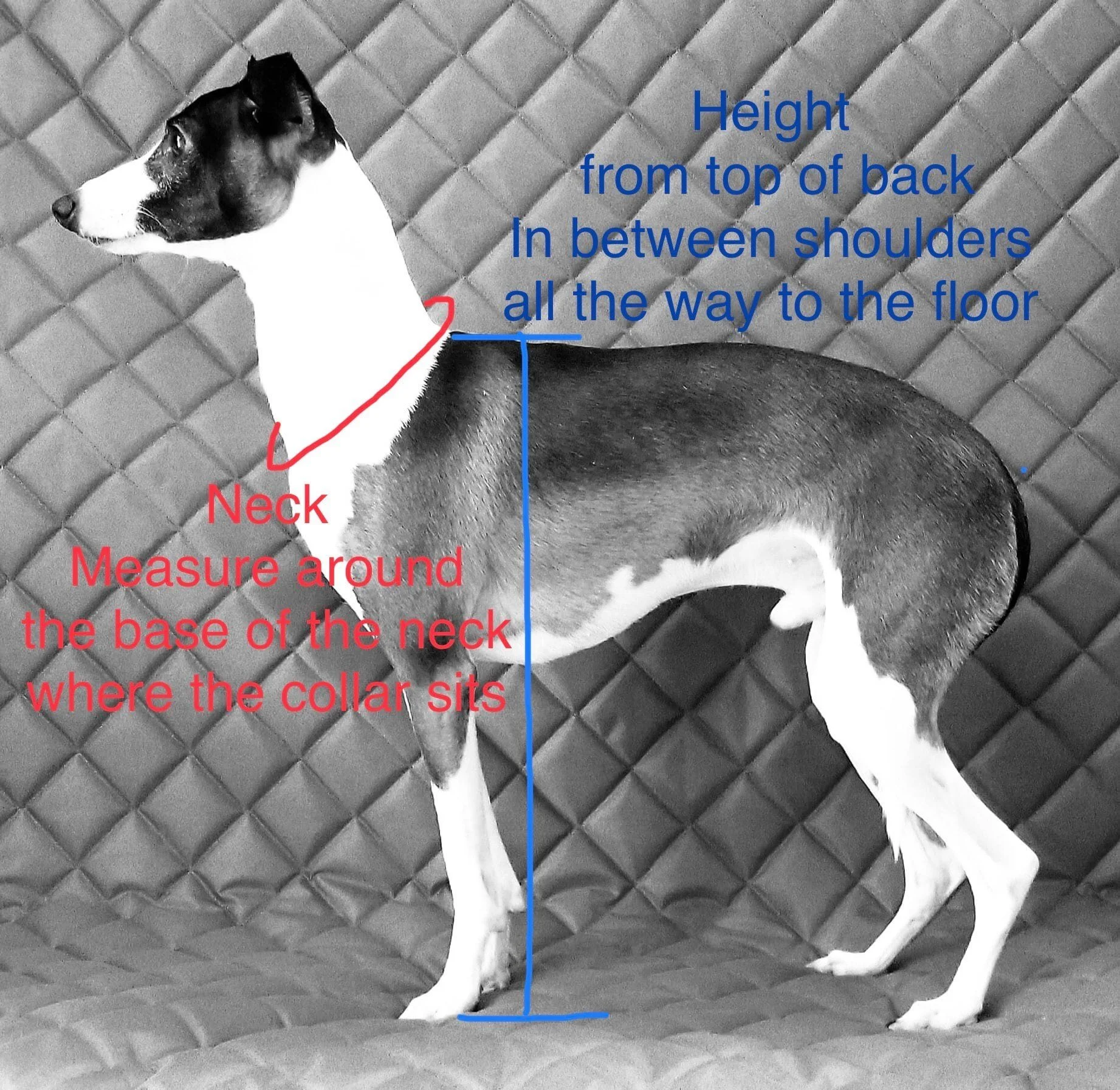 How to measure Height and Neck.jpeg