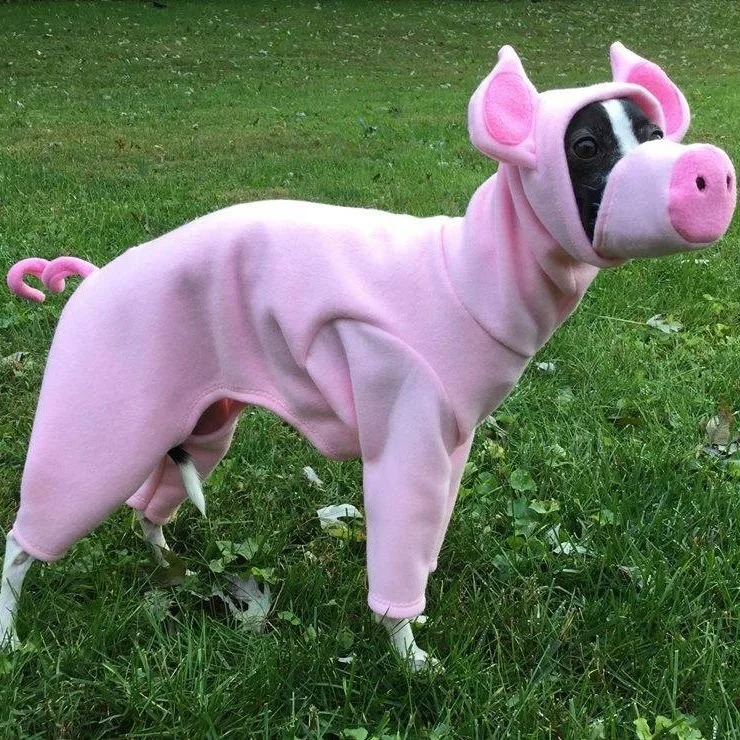 Piggy .jpeg