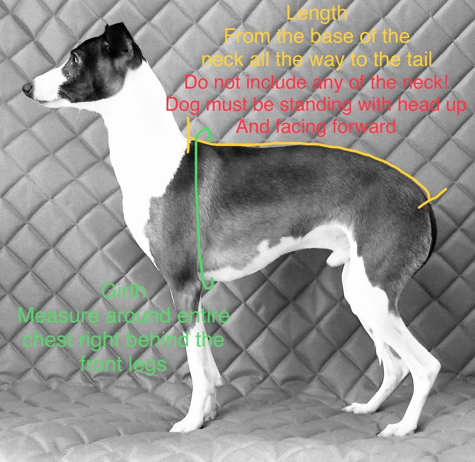 How to measure Girth and Length .jpeg