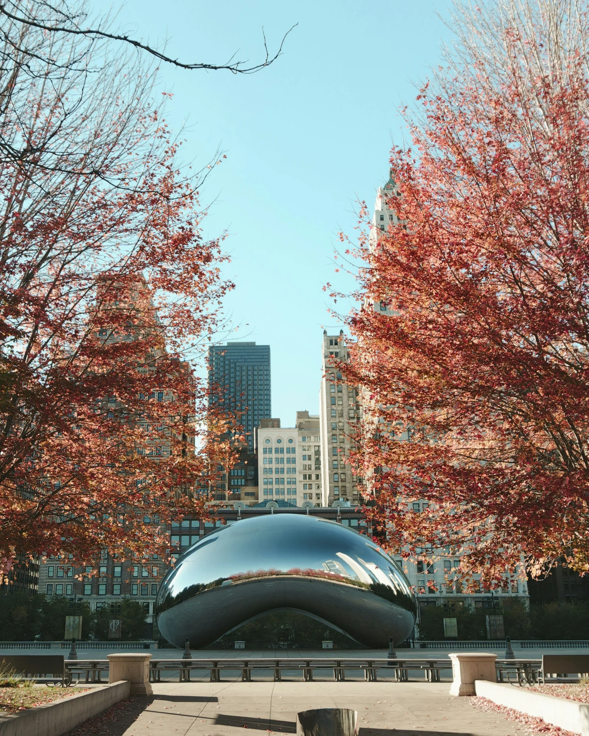 The image shows the Cloud Gate sculpture, also known as The Bean, in Millennium Park, Chicago. It is a shiny, reflective stainless steel sculpture with a curved, bean-like shape. Surrounding the sculpture are trees with red leaves, and in the background, there are tall city buildings against a clear blue sky.