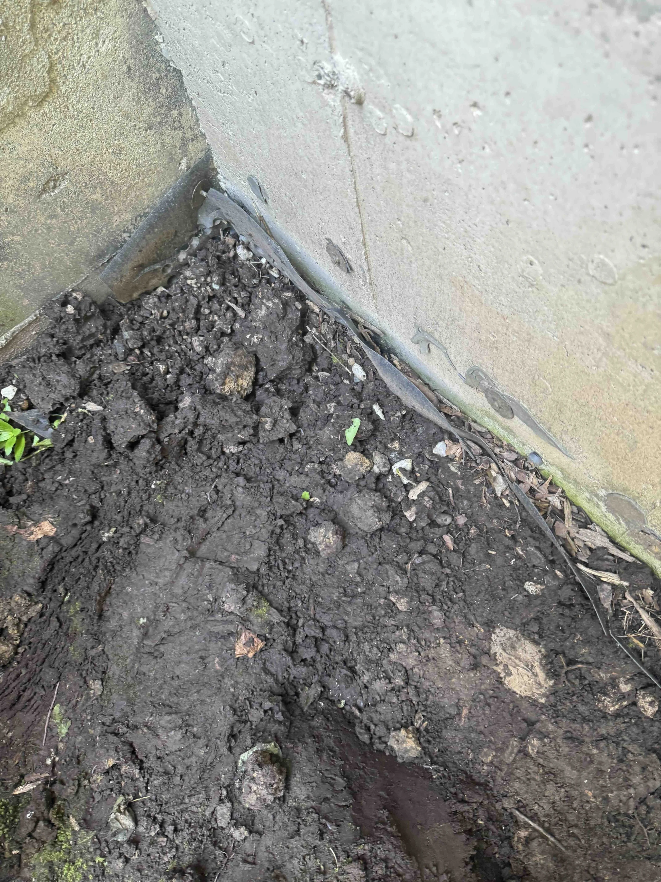 Close-up photo of wet soil with small green plant sprouting near a wall corner, showing the base of the wall with some exposed wires and paint chipping.