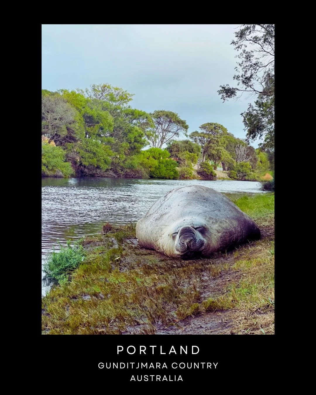 Sammy the Seal Portland Victoria Australia