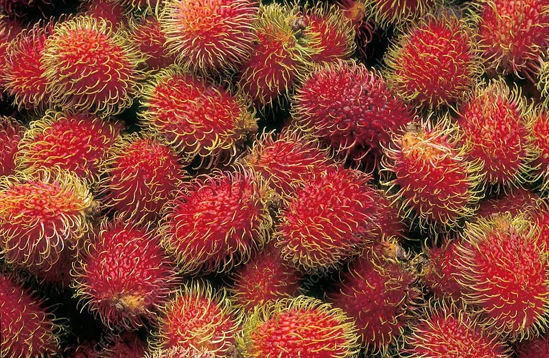 A cluster of fresh rambutans, red with yellow-green spines.