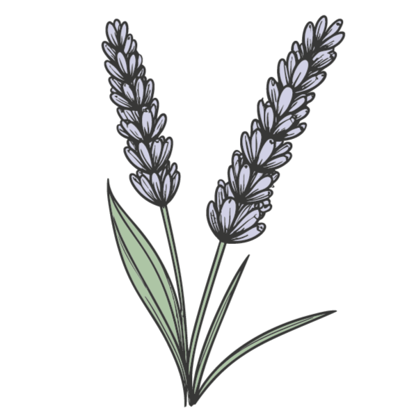 illustration-lavender-sprig